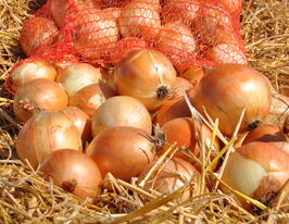 Цибуля ріпчаста Спеніш Медальйон F1купити