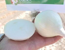 Цибуля ріпчаста Бело Бланко F1купити