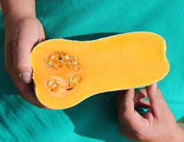 Гарбуз Вінес F1купити