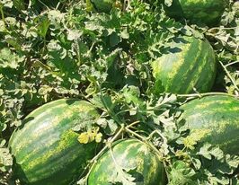 Кавун Селест F1купити