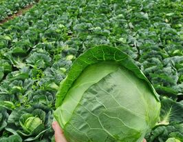 Капуста ранняя Элиза F1 купить