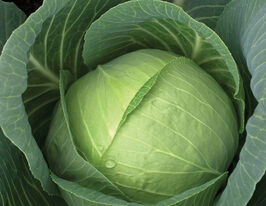 Капуста среднеспелая Шармант F1 купить