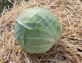 Капуста середньостигла Грін Бой F1купити