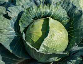 Капуста середньостигла Пауер Слем F1купити