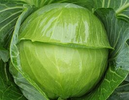 Капуста середньопізня Монро F1купити