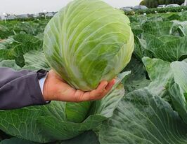 Капуста середньопізній Коронет F1купити