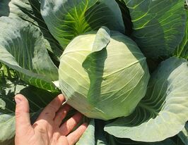 Капуста пізня Акорд F1купити