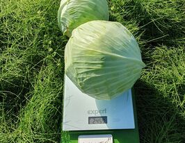 Капуста пізня Аванто F1купити