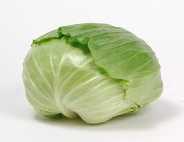 Капуста середньостигла Шані F1купити