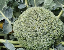 Капуста Брокколи Ахиллес F1 купить