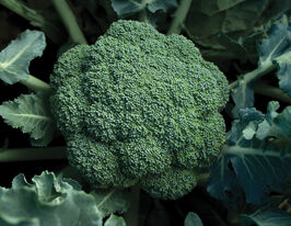 Капуста Брокколи Хронос F1 купить