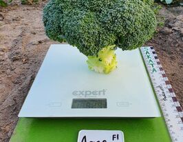 Капуста Брокколи Арес F1 купить