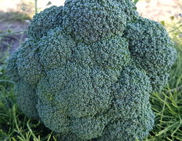 Капуста Брокколи Нексос F1 купить