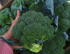 Капуста Брокколи Тритон F1 купить