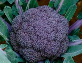 Капуста Брокколи Перпл Меджик F1 купить