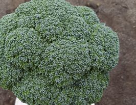 Капуста Брокколи Партенон F1 купить