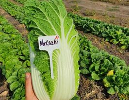 Капуста Пекінська Натсукі F1купити