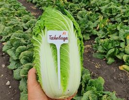 Капуста Пекінська Табалуга F1купити