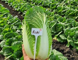 Капуста Пекінська Річі F1купити