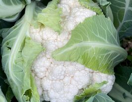 Капуста Цвітна Карневал F1купити