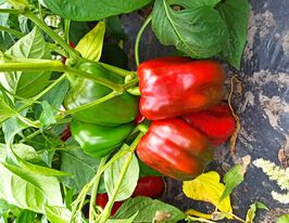 Перець солодкий Брабус F1купити