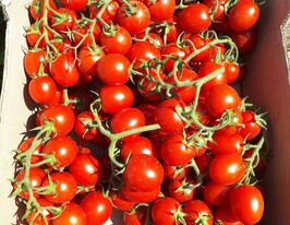 Томат Чери Блоссом F1 купить