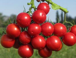 Томат Руфус F1 купить