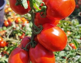 Томат Эдвайзор F1 купить