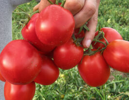 Томат Апгрейд F1 купить