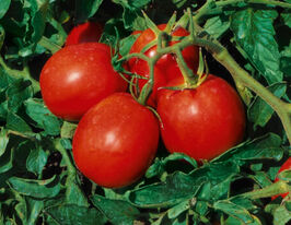 Томат Бленд F1 купить