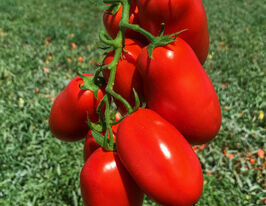 Томат Янус F1 купить
