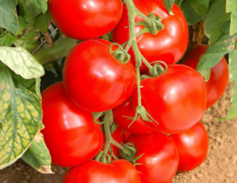 Томат Линда F1 купить