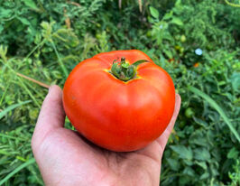 Томат Дайсон F1 купить