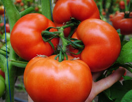 Томат Нада F1 купить