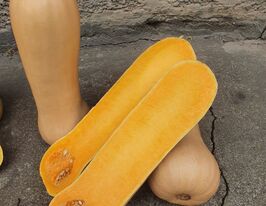 Гарбуз Батернат Титан F1купити