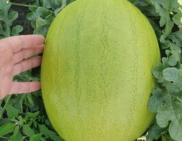 Кавун Ель Вафі F1купити