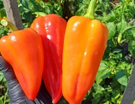 Перець солодкий Фьорст F1купити