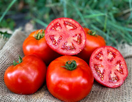 Томат Томатина F1 купить