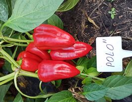 Перець солодкий Поло F1купити
