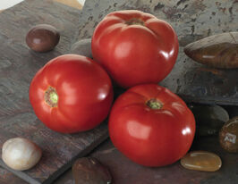 Томат Белла Росса F1 купить