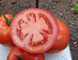 Томат Адриатика F1 купить