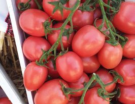 Томат Пинк Пионер F1 купить