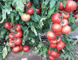 Томат Пинк Импрешн F1 купить