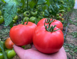 Томат Розетт F1 купить