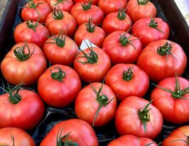 Томат Пинк Парадайз F1 купить