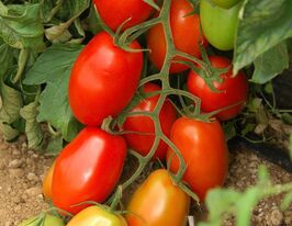 Томат Океано F1 купить