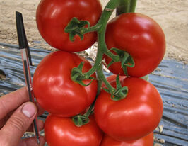 Томат Чероки F1 купить