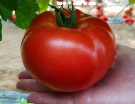 Томат Сигнора F1 купить