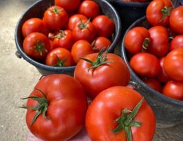 Томат Хает F1 купить