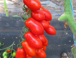 Томат Колина F1 купить